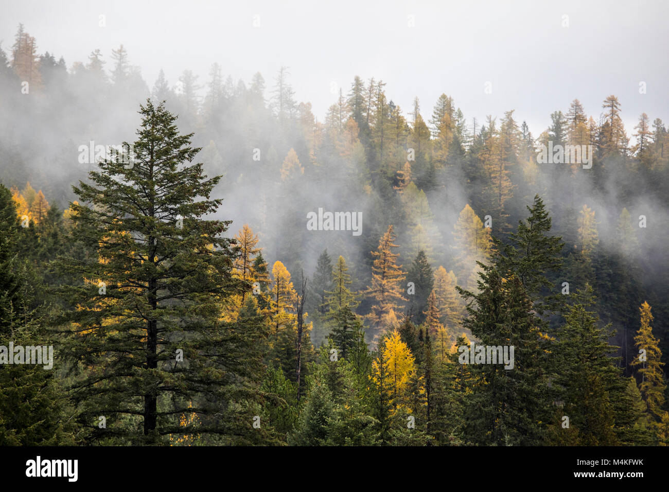 Cloudy Trees. Stock Photo