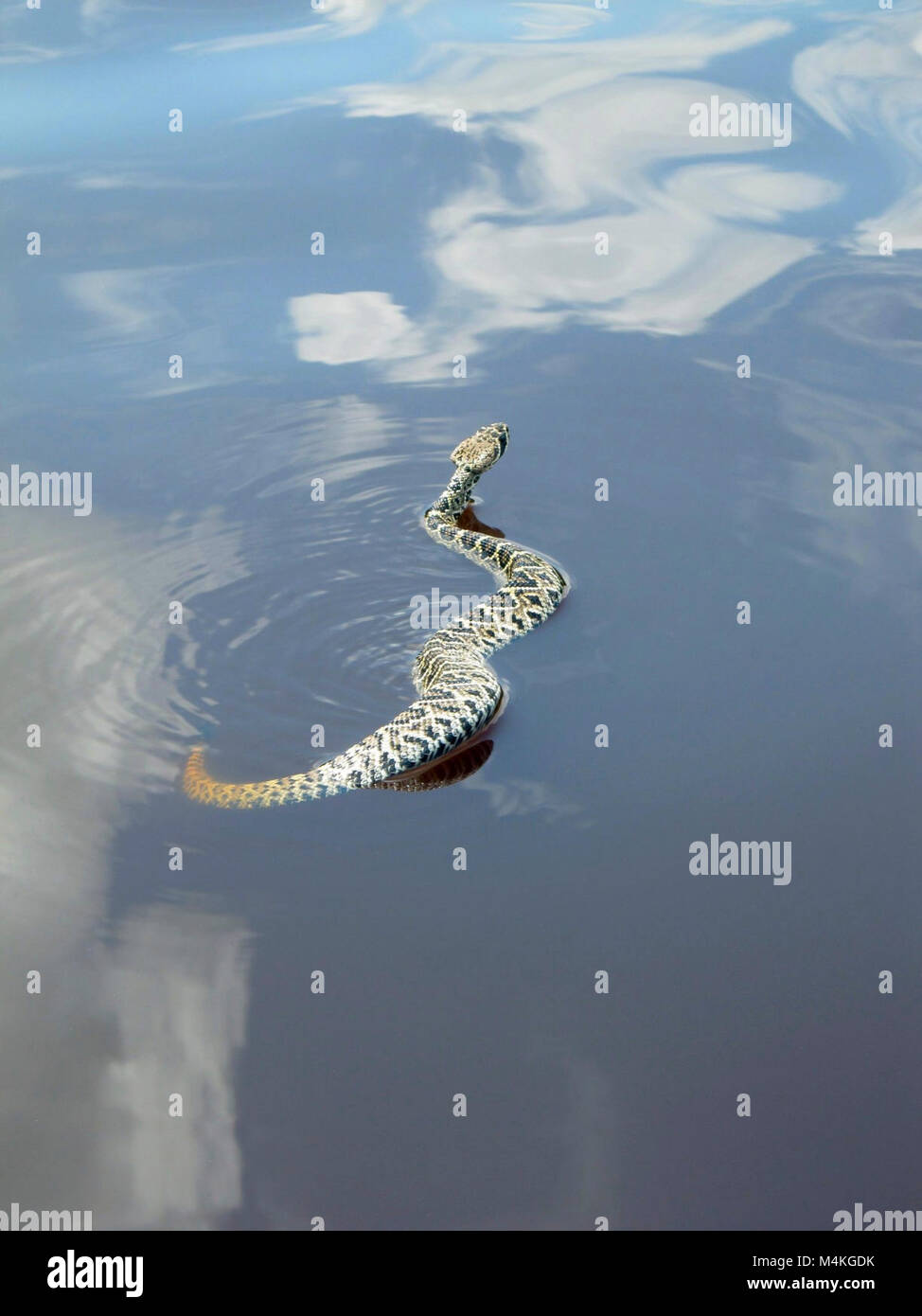 Eastern Diamondback Rattlesnake seen swimming in Mud Lake. Eastern