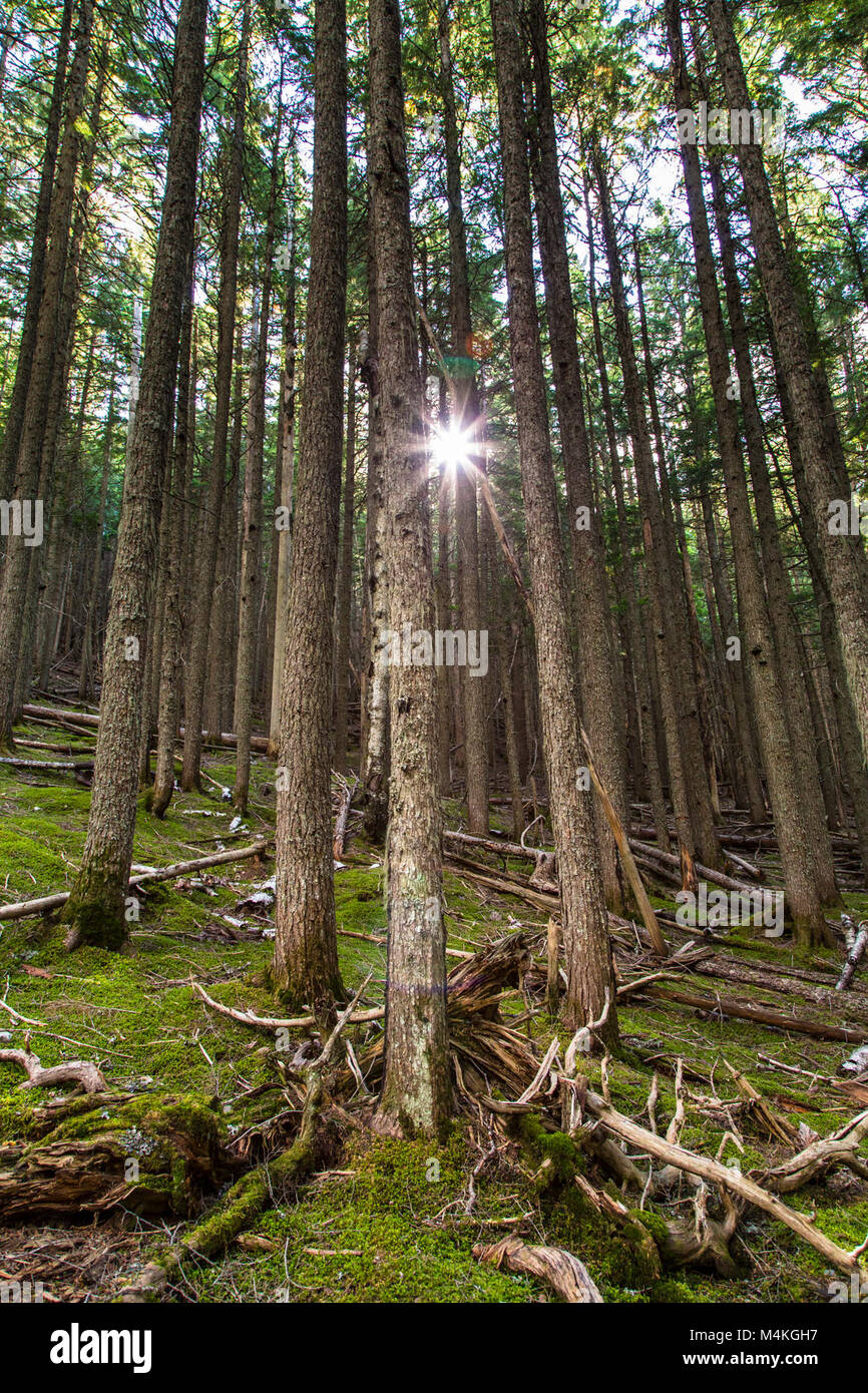 Avalanch trail hi-res stock photography and images - Alamy