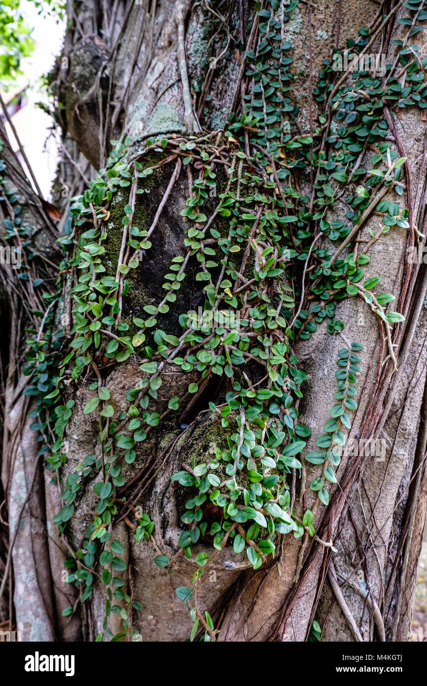 Tree thick trunk in tropical hi-res stock photography and images - Alamy