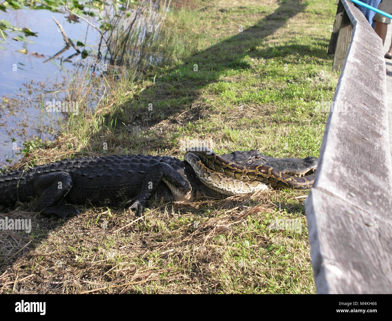 Gator vs Python Stock Photo - Alamy