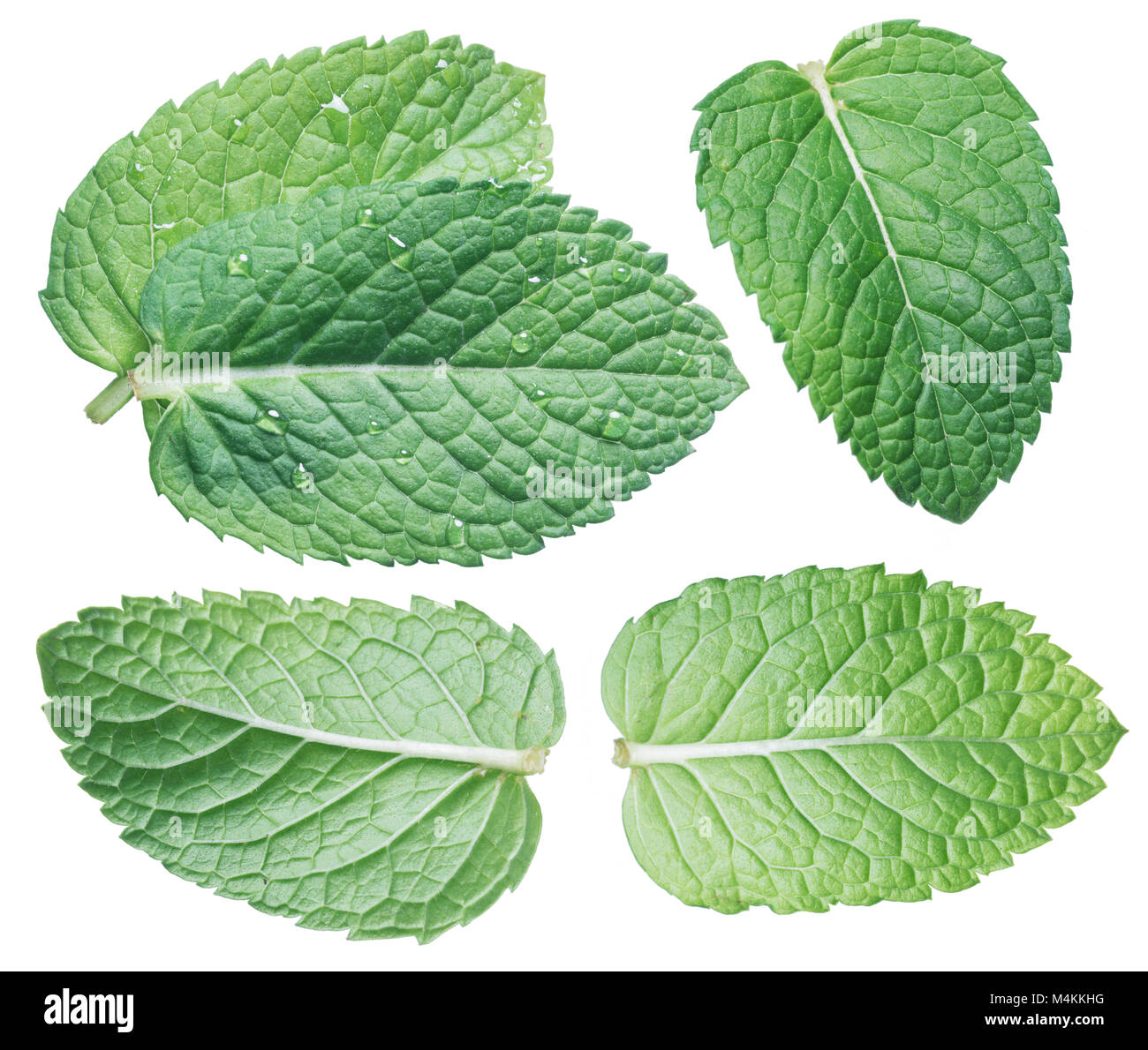 Set of spearmint leaves or mint leaves isolated on white background. Stock Photo