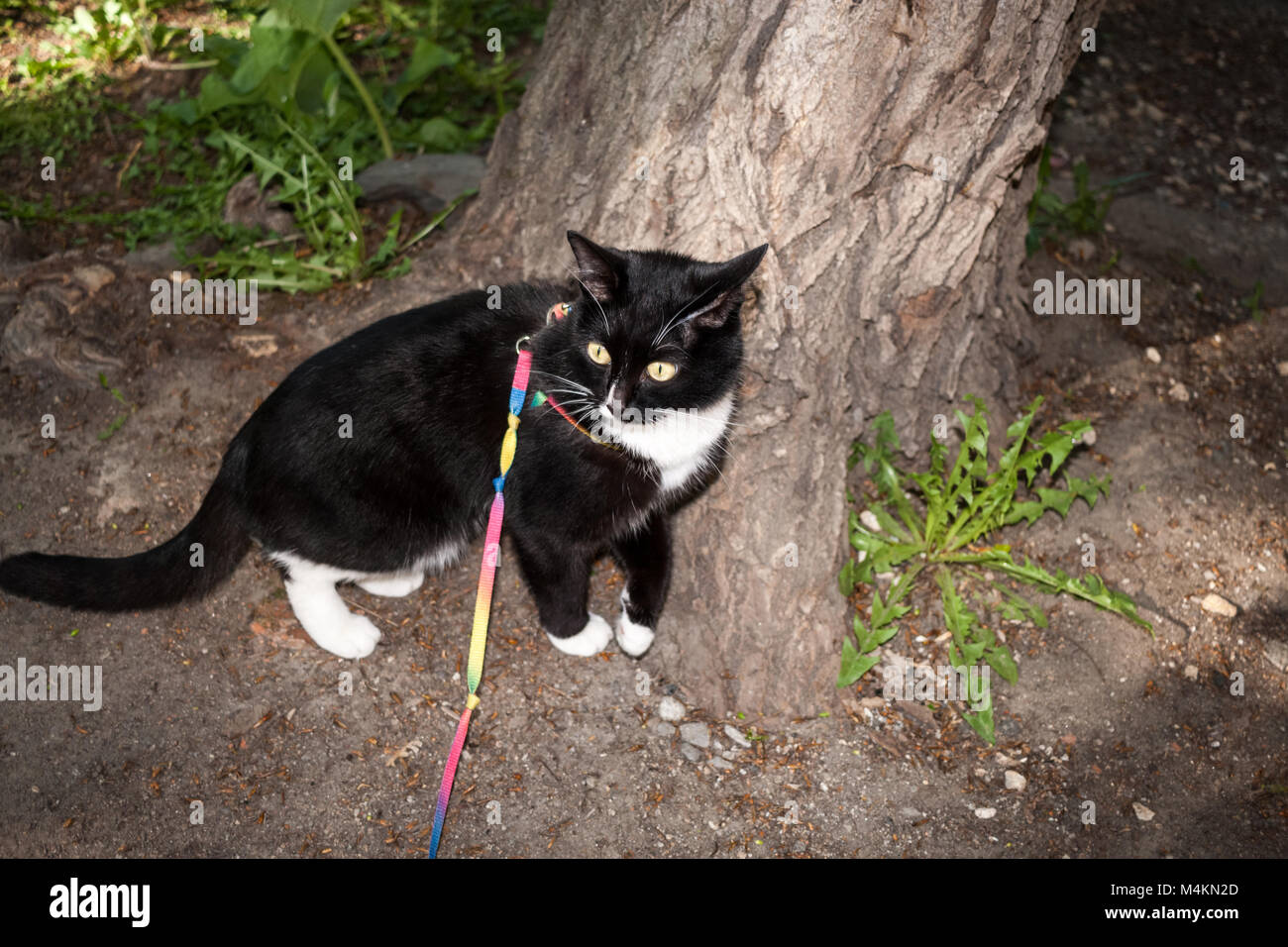 Black and white cat walking on the harness is standing and pressing to the tree in a summer evening. Stock Photo