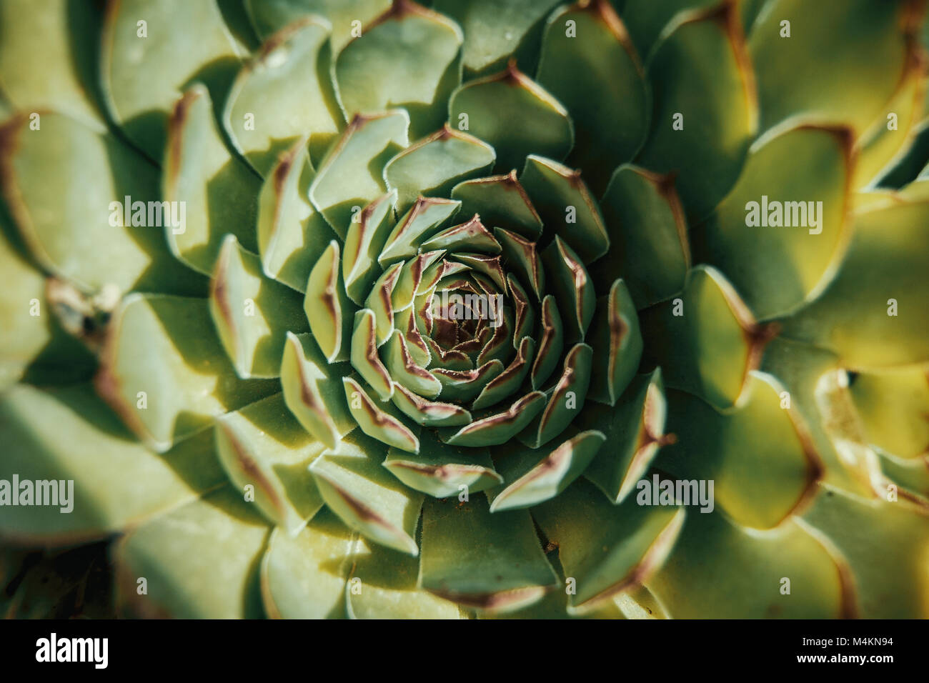 aerial view of a cactus (sempervirens) Stock Photo