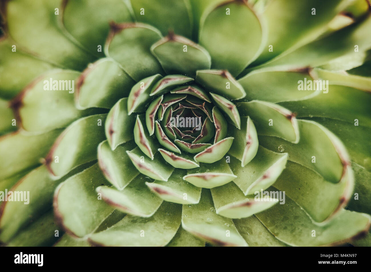 aerial view of a cactus (sempervirens) Stock Photo