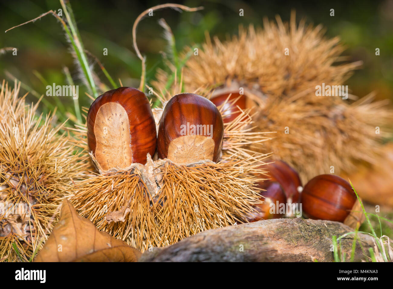 Close-up of two mature chestnuts in a chestnut bur fallen to the ground with blurred background Stock Photo