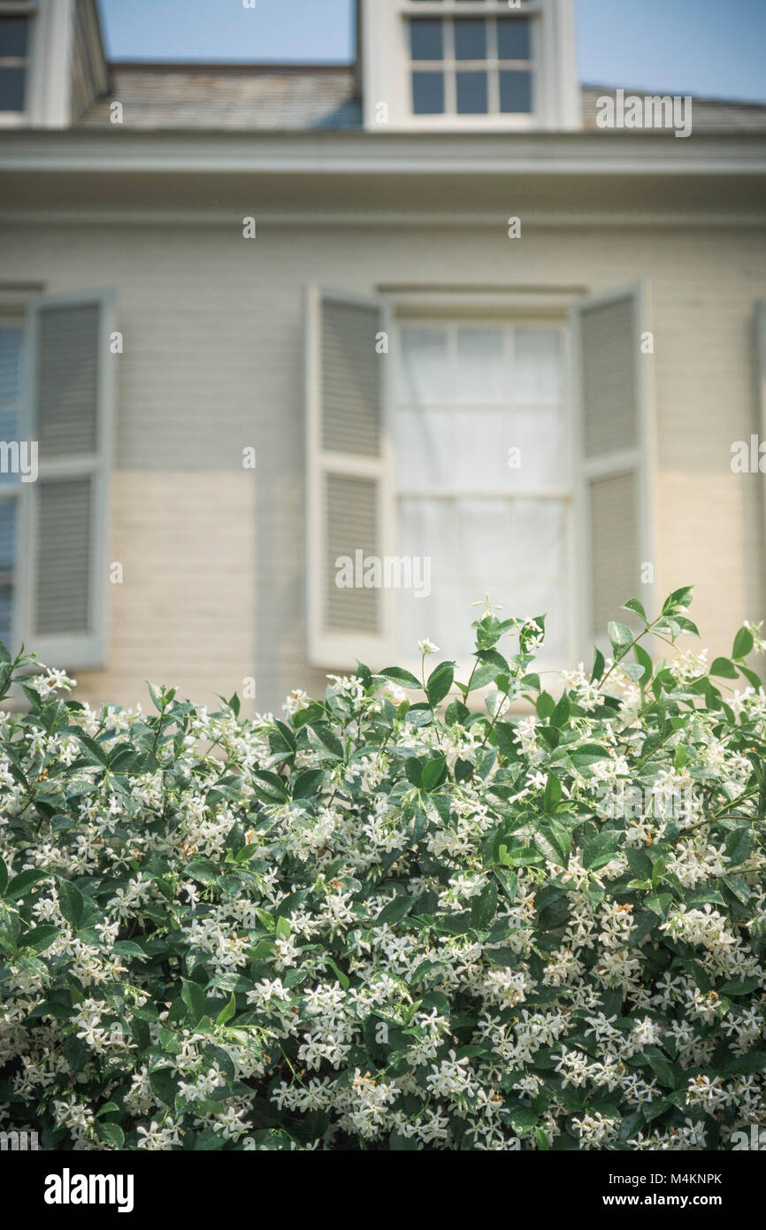 A fragrant flowering jasmine hedge in front of out-of-focus house in the Garden District of New Orleans, Louisiana, USA. Stock Photo