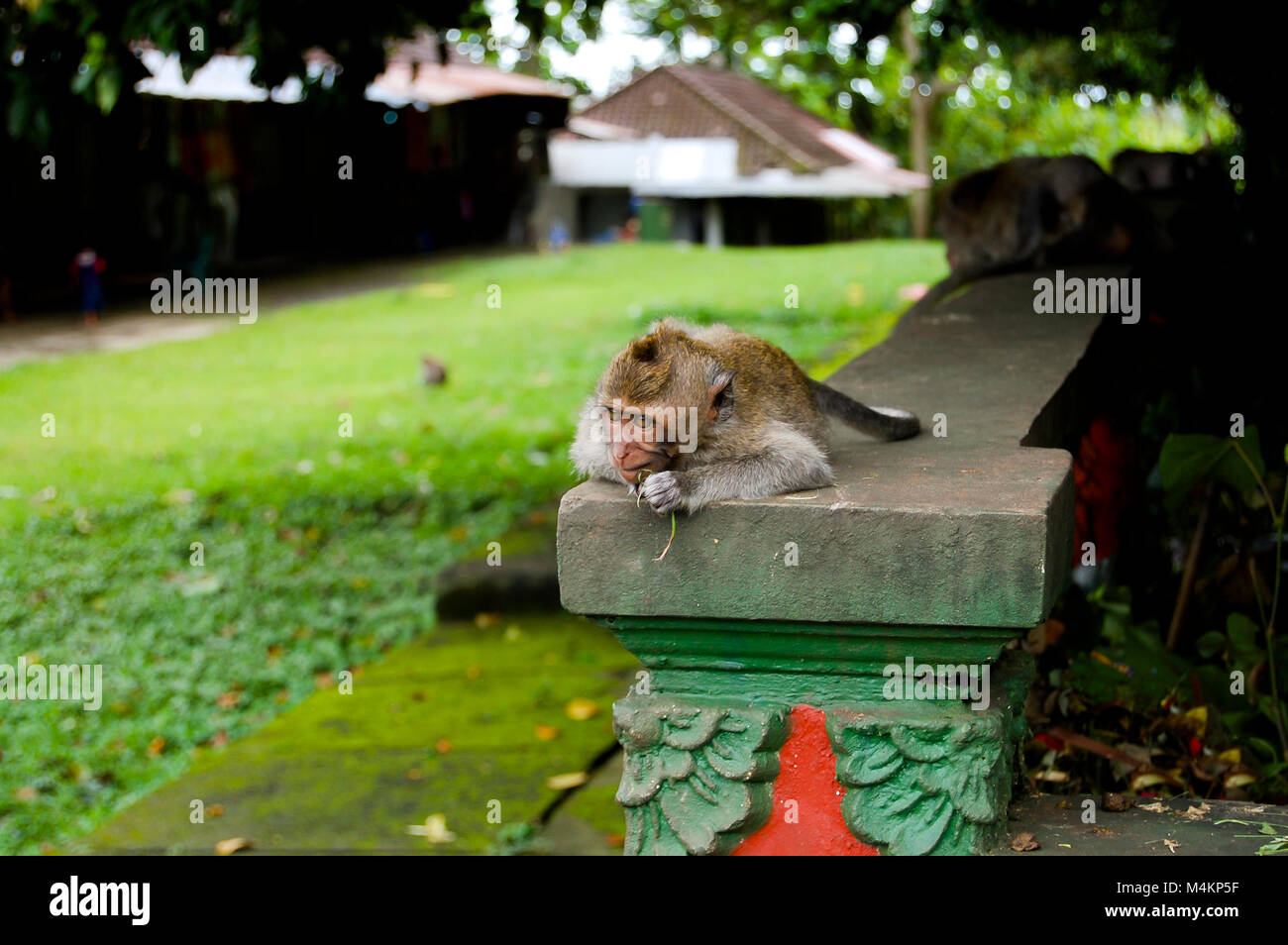 Ubud Monkey Forest - Bali - Indonesia Stock Photo
