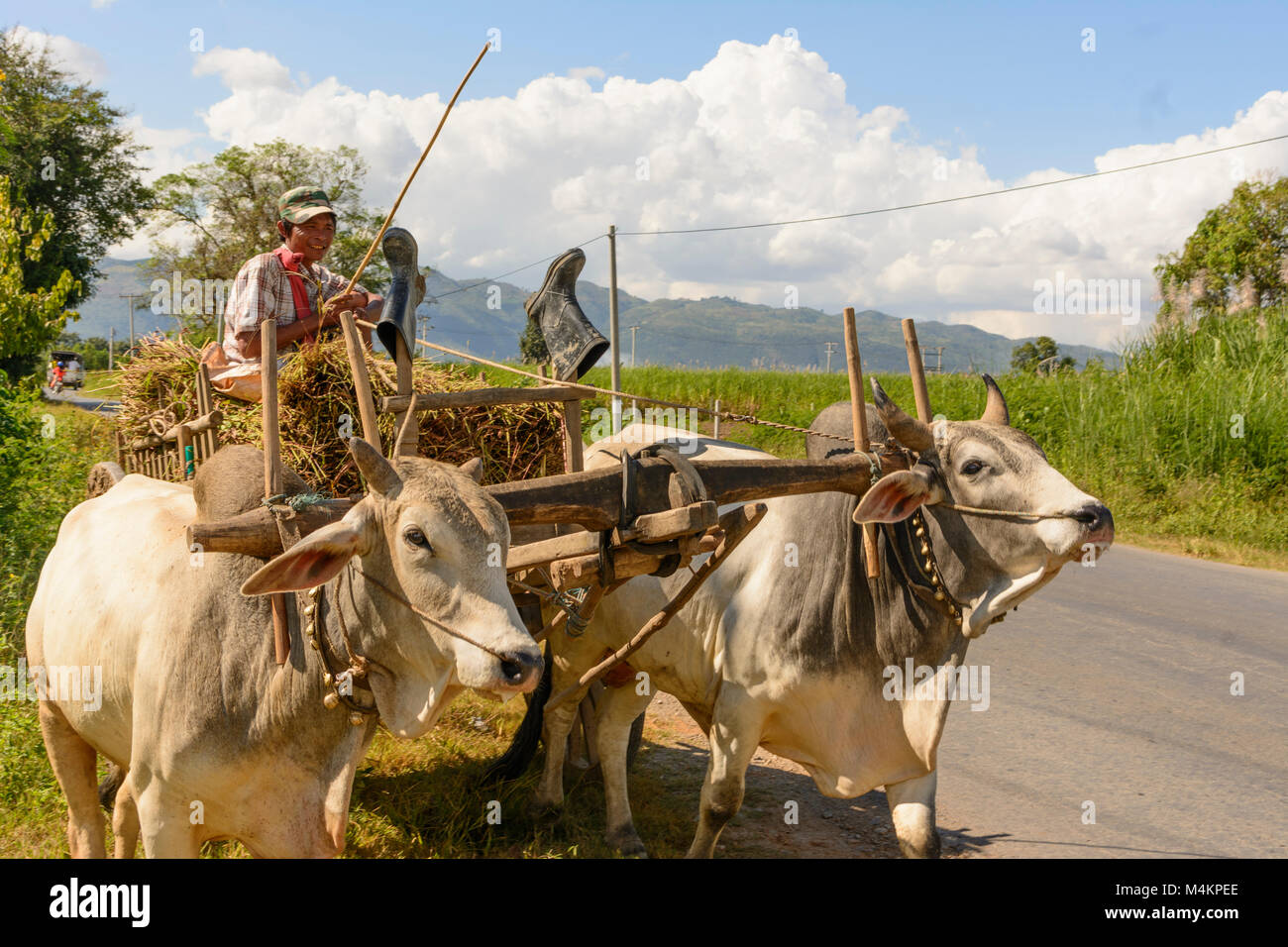 Maing Thauk: ox cart at road, Inle Lake, Shan State, Myanmar (Burma) Stock Photo