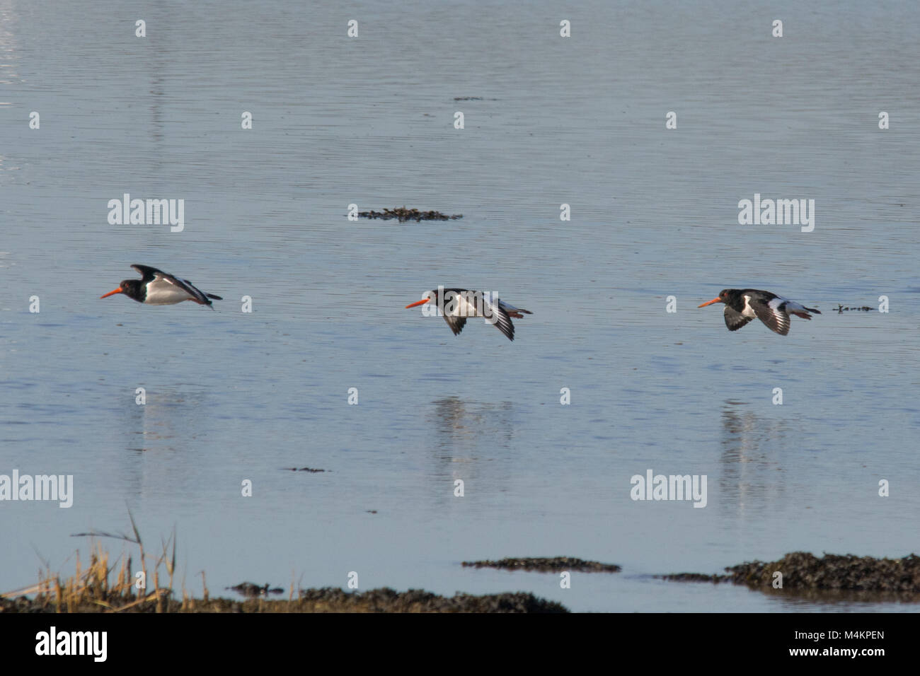 Three oystercatchers (Haematopus ostralegus) flying low over the sea. Birds, Waders. Stock Photo