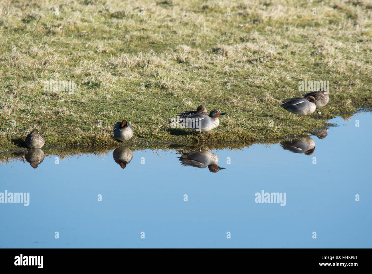 Several teal (Anas crecca) on edge of water with reflections, ducks, birds, UK Stock Photo
