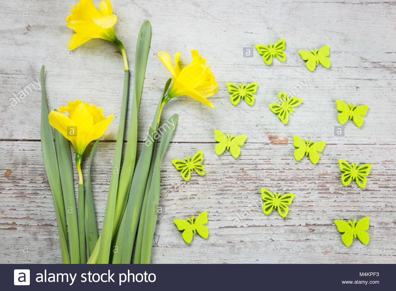 Colorful Fresh Yellow Daffodils With Flying Butterfly Decorations