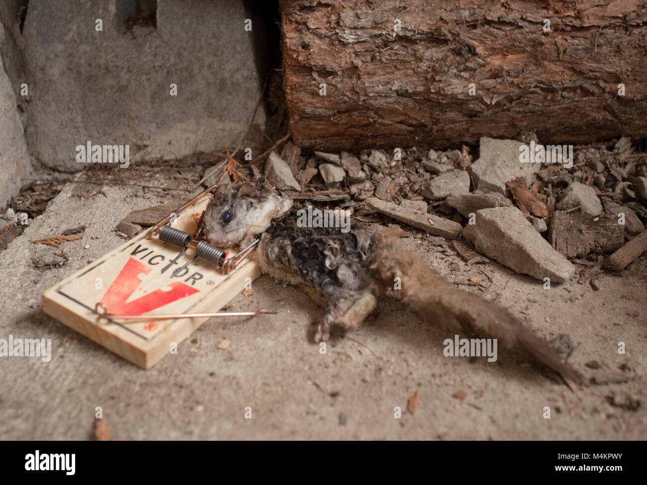 A dead woodrat in a Victor rat trap. Bushy-tailed woodrat, packrat, Neotoma cinerea Stock Photo
