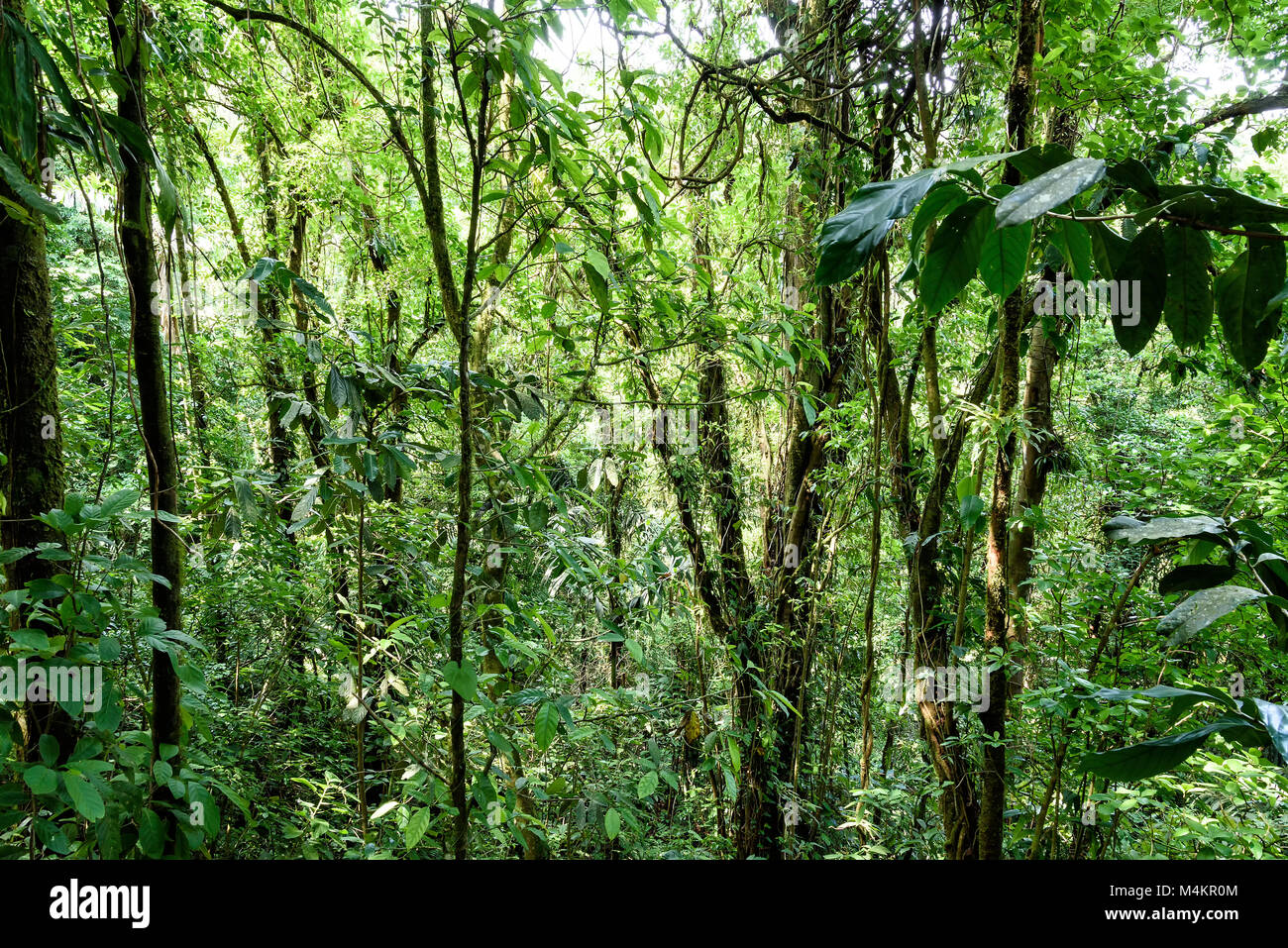 rainforest in Costa Rica, central america Stock Photo - Alamy