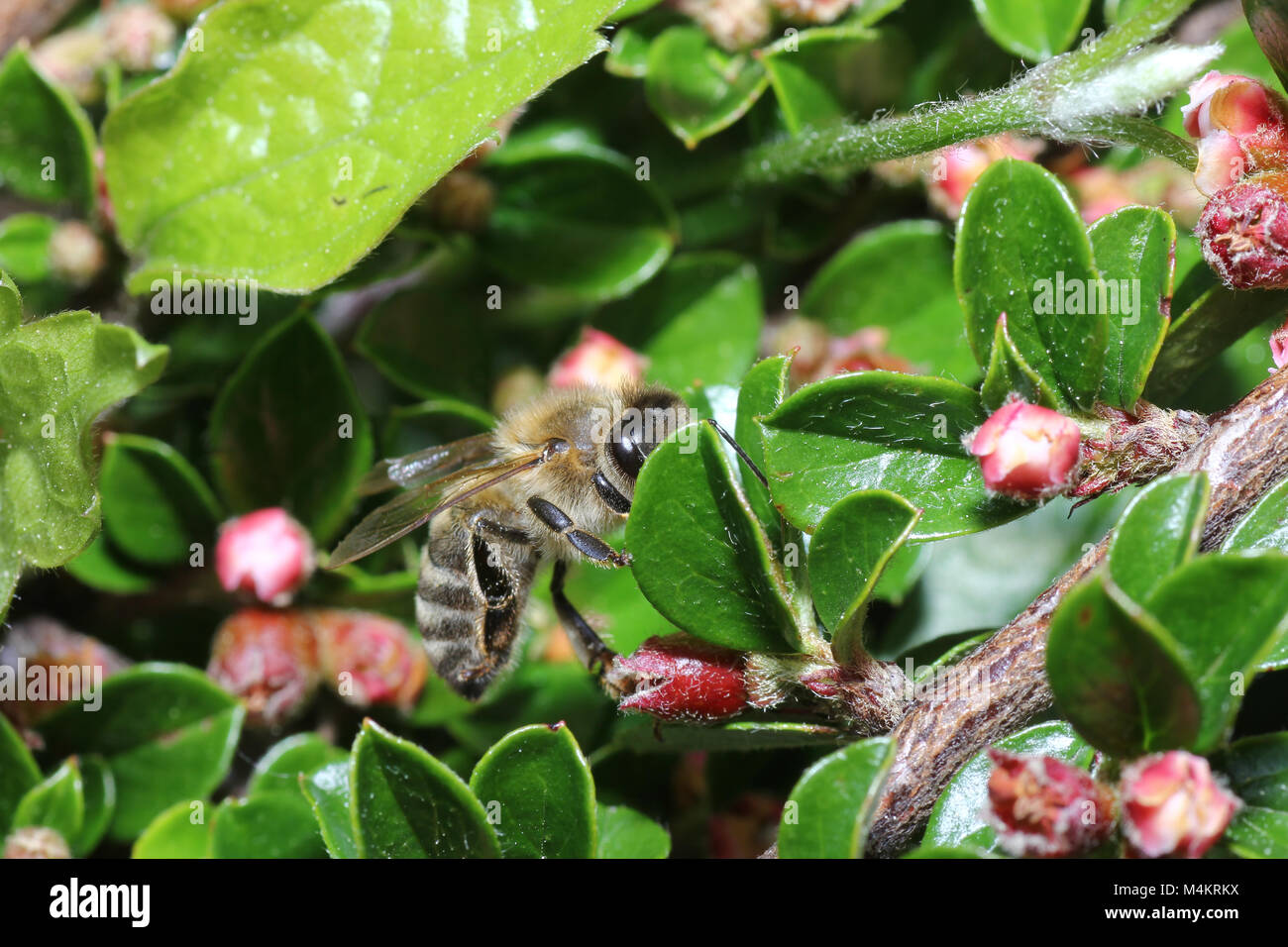 Wild Bees are all bee species of the superfamily with the exception of the honeybee Stock Photo