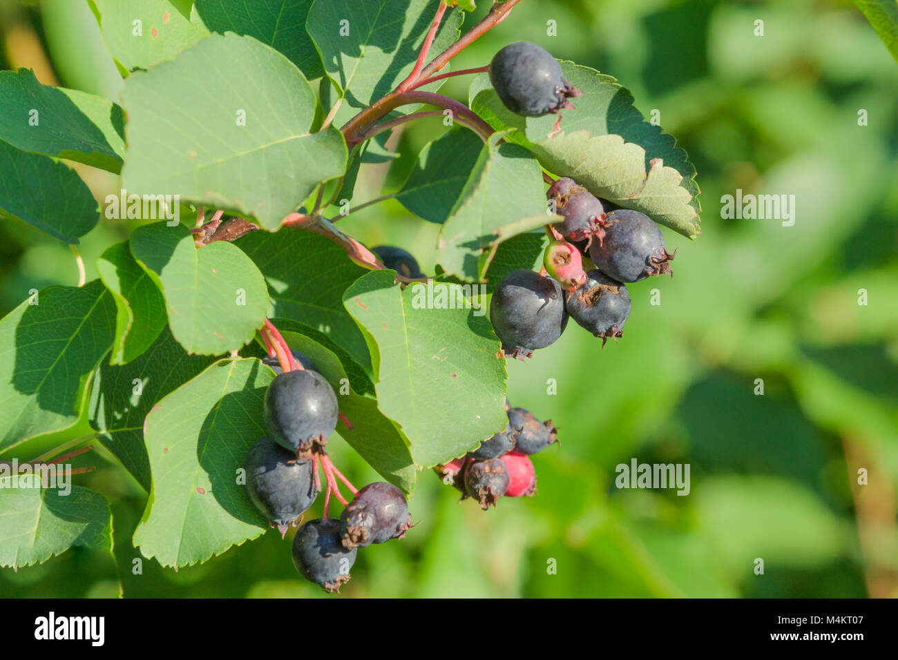Berry Amelanchier Tree Juicy Summer Berries On A Tree Stock Photo Alamy
