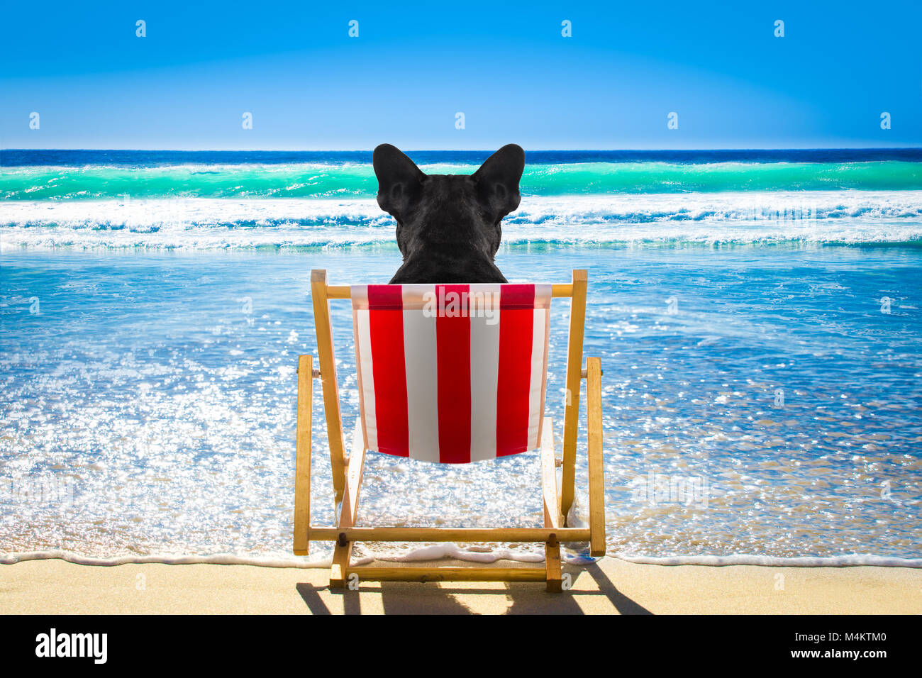 French Bulldog Dog Resting And Relaxing On A Hammock Or Beach Chair At The Beach Ocean Shore On Summer Vacation Holidays Stock Photo Alamy