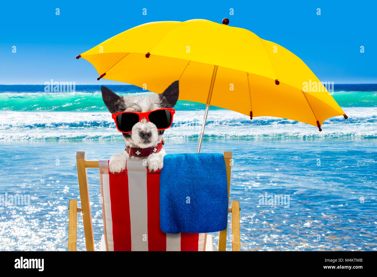 close up of poodle dog resting and relaxing on a hammock or beach chair ...