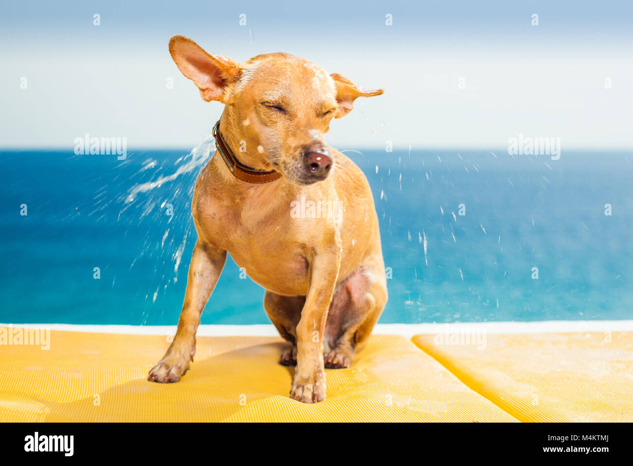 Why Do Small Breed Dogs Shake