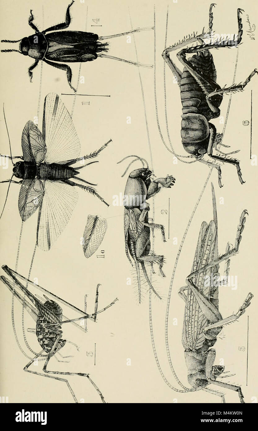 'Australian Insects' (1907) is a study of the diverse insect species ...