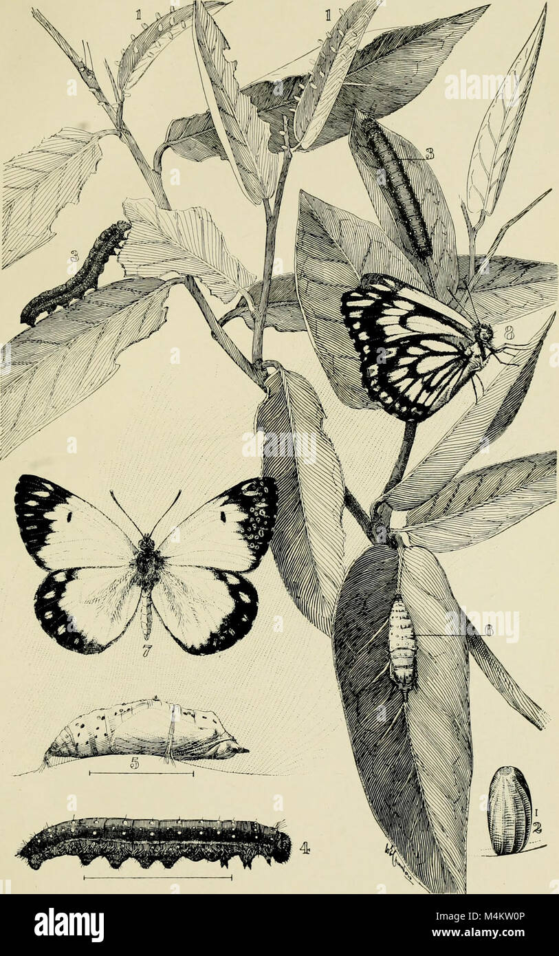 This 1907 publication explores various insect species native to ...