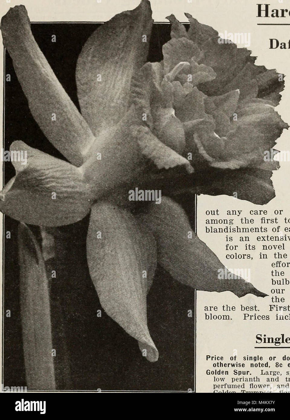 Autumn edition - new guide to rose culture 1921 (1921) (20164589869) Stock Photo