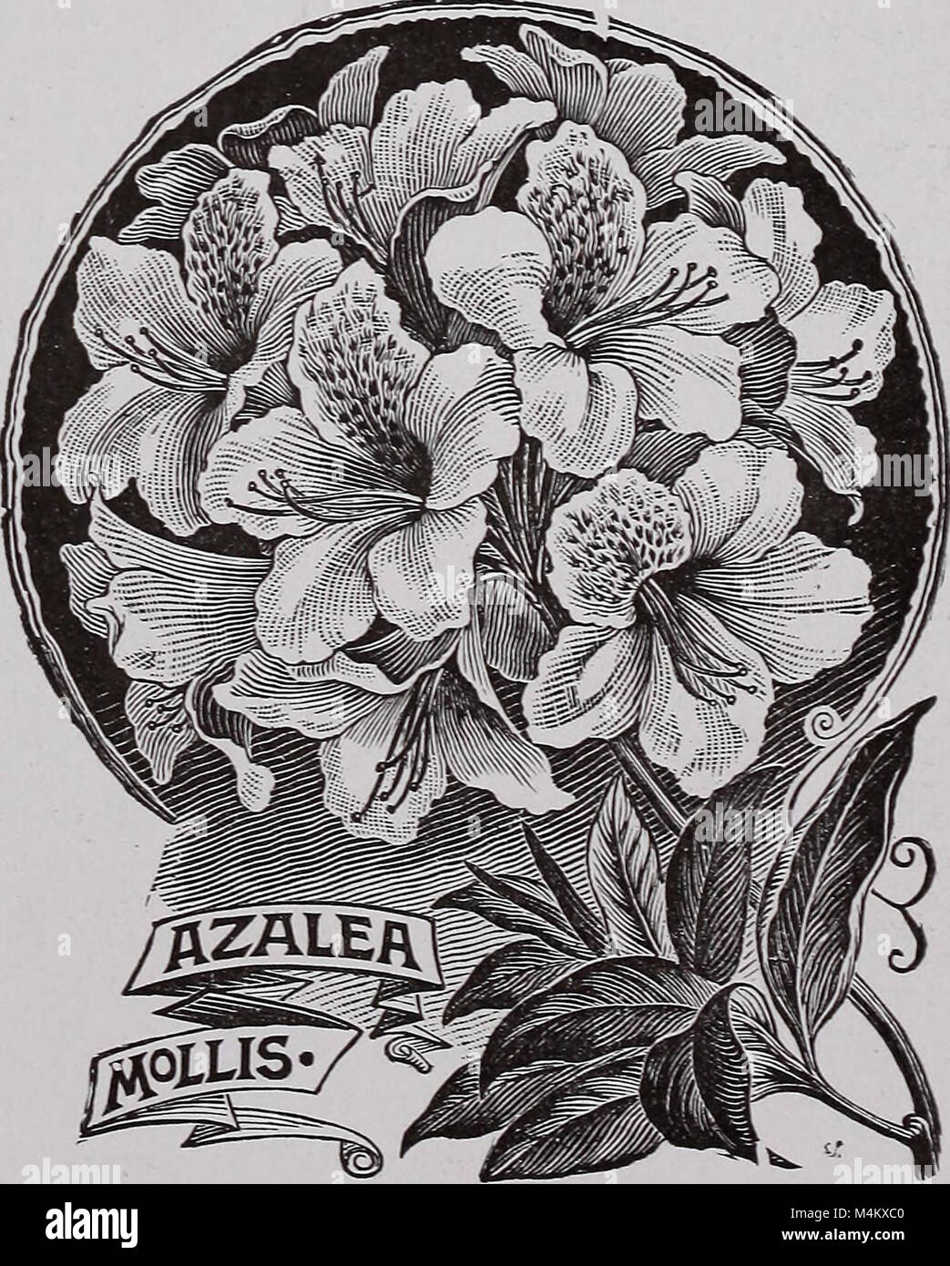 Azalea mollis 1901 Stock Photo