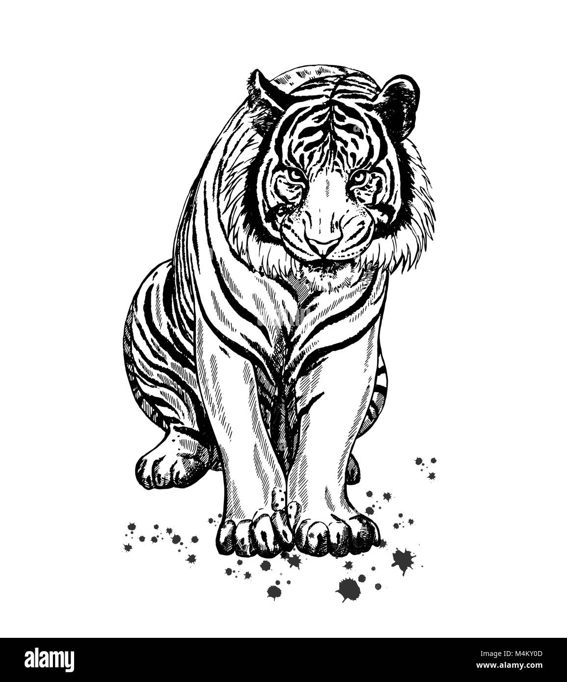 Tiger Outline Black and White Stock Photos & Images Alamy