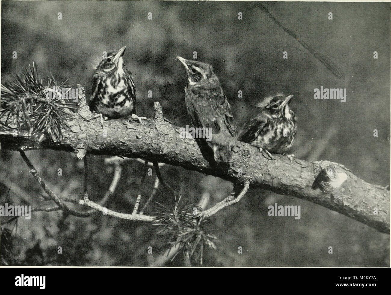 baby-birds-at-home-1912-14564781958-stock-photo-alamy
