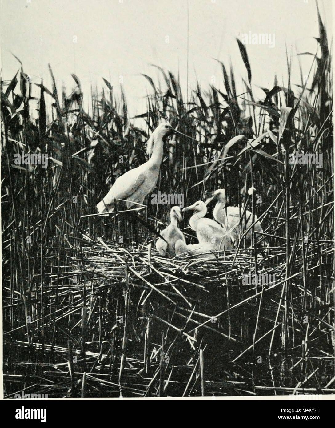 baby-birds-at-home-1912-14564793849-stock-photo-alamy