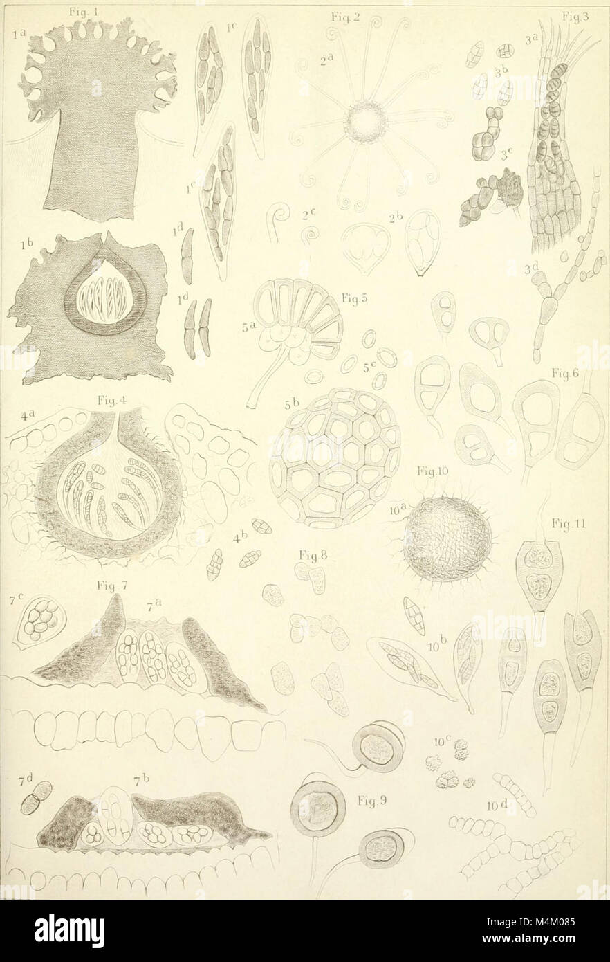 A botanical journal publication, focusing on plant studies and research ...