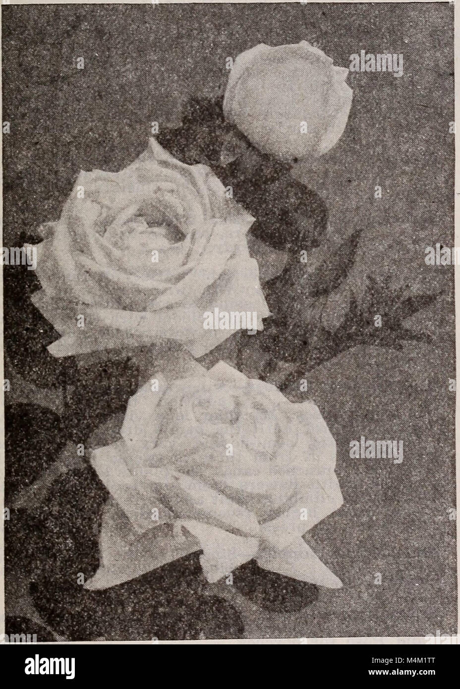 This 1922 catalog by Barnard's offers a comprehensive range of seeds