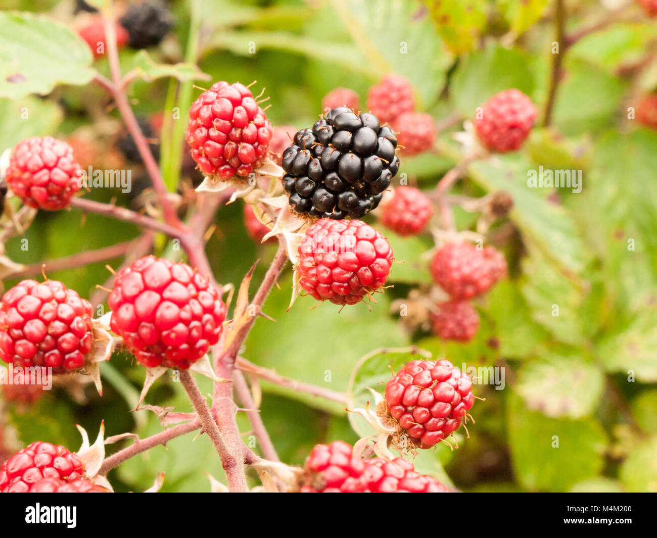 growing red and blackberries on a shrub Stock Photo Alamy