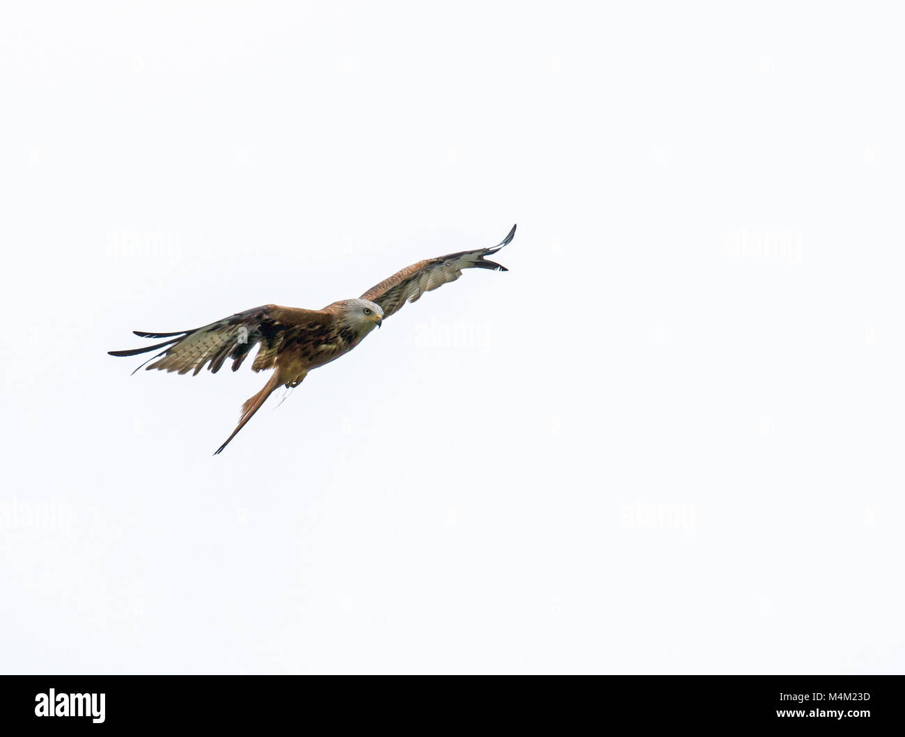 Red Kite Against Cloudy Sky Stock Photo