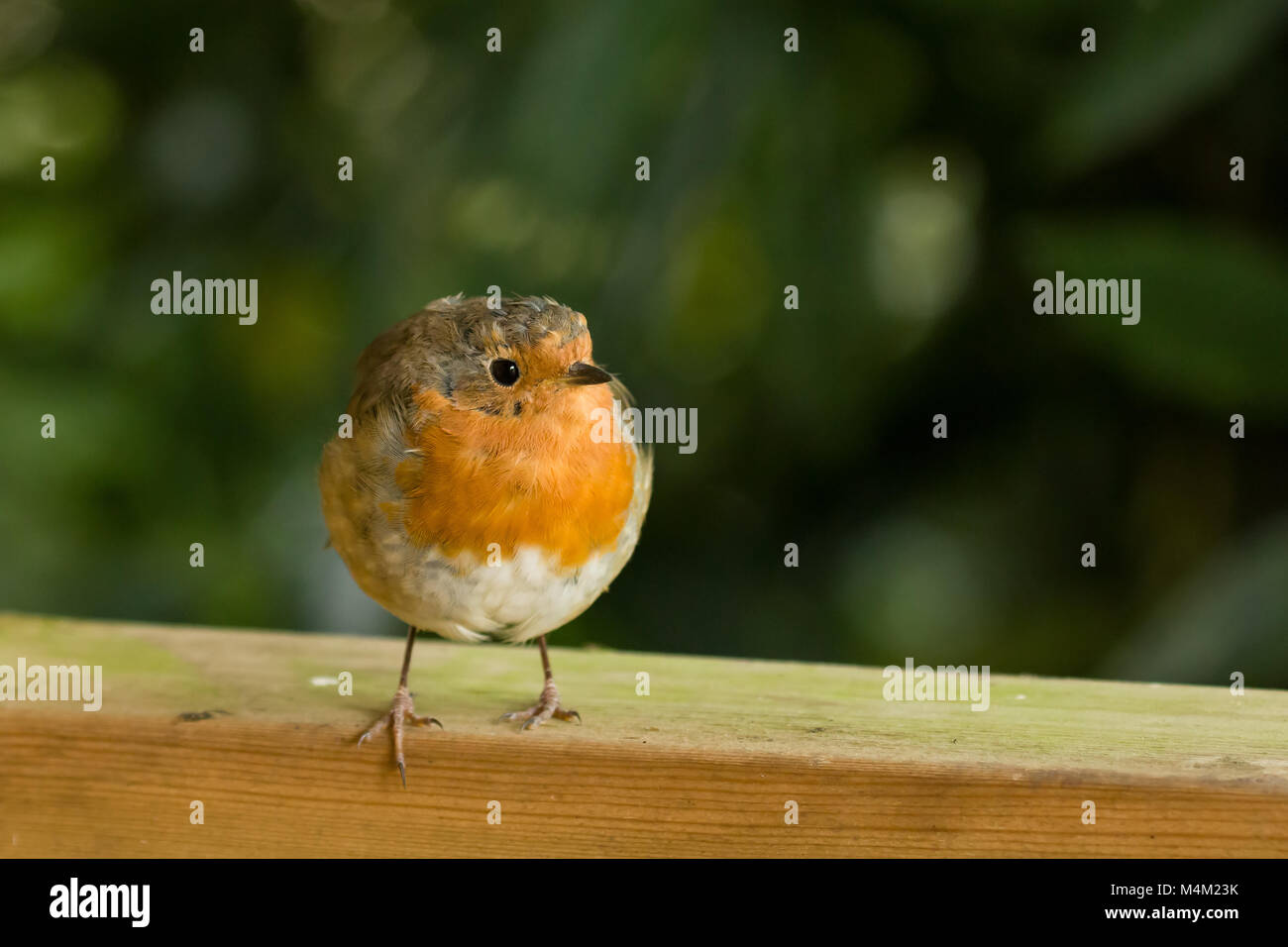 European Robin Looking to Its Left Stock Photo