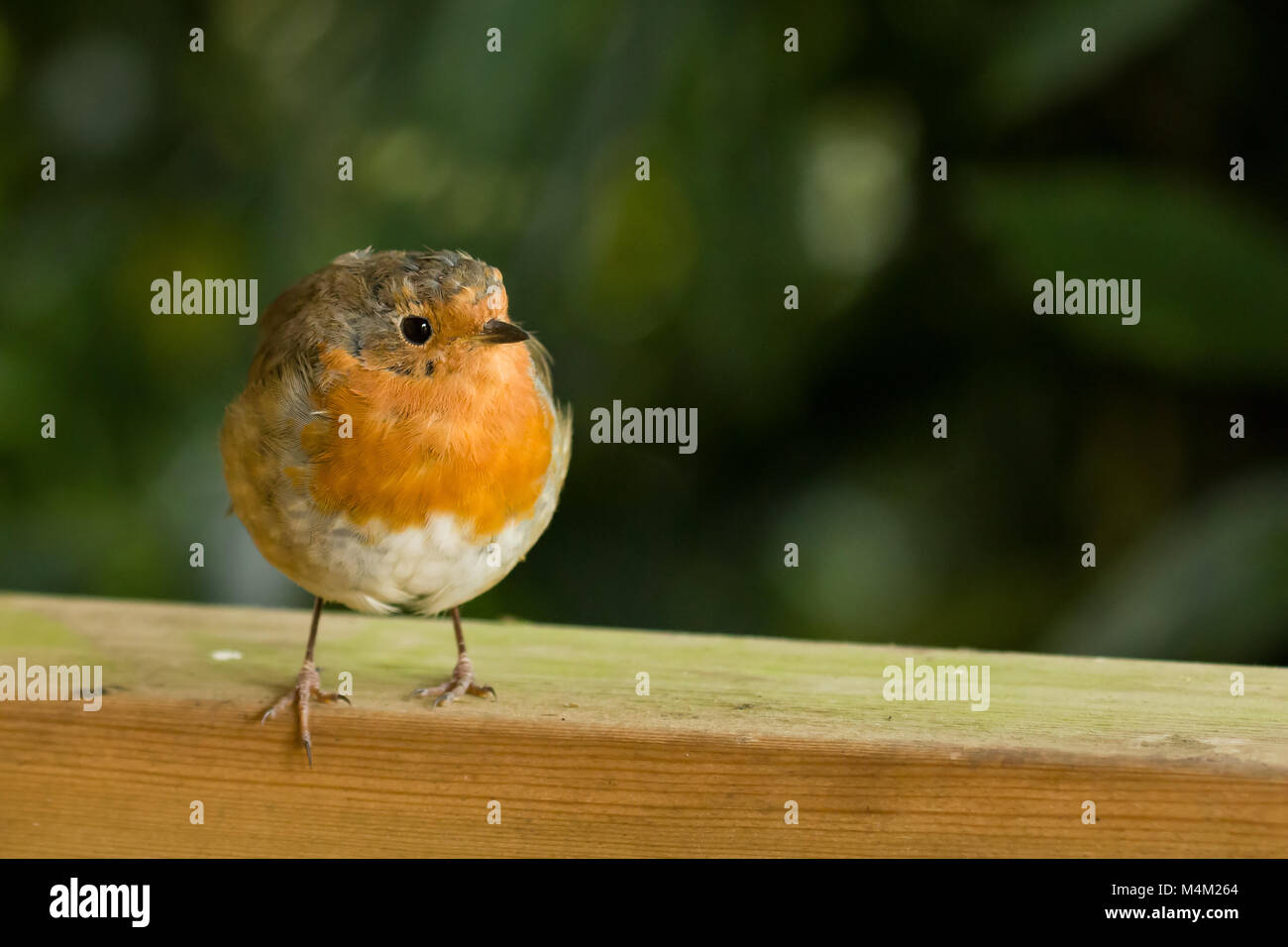 European Robin with Space for Text Stock Photo