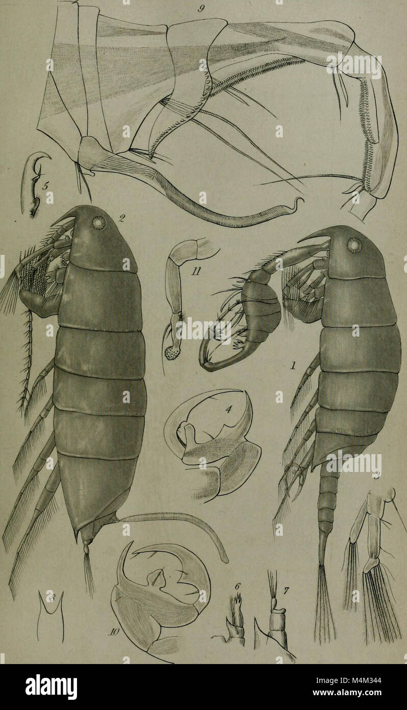 Annals and magazine of natural history - including zoology, botany and geology (1853) (18225384109) Stock Photo