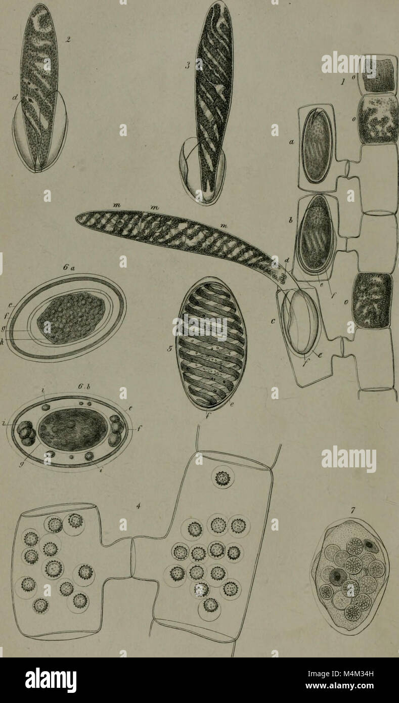 Annals and magazine of natural history - including zoology, botany and geology (1853) (18225397449) Stock Photo