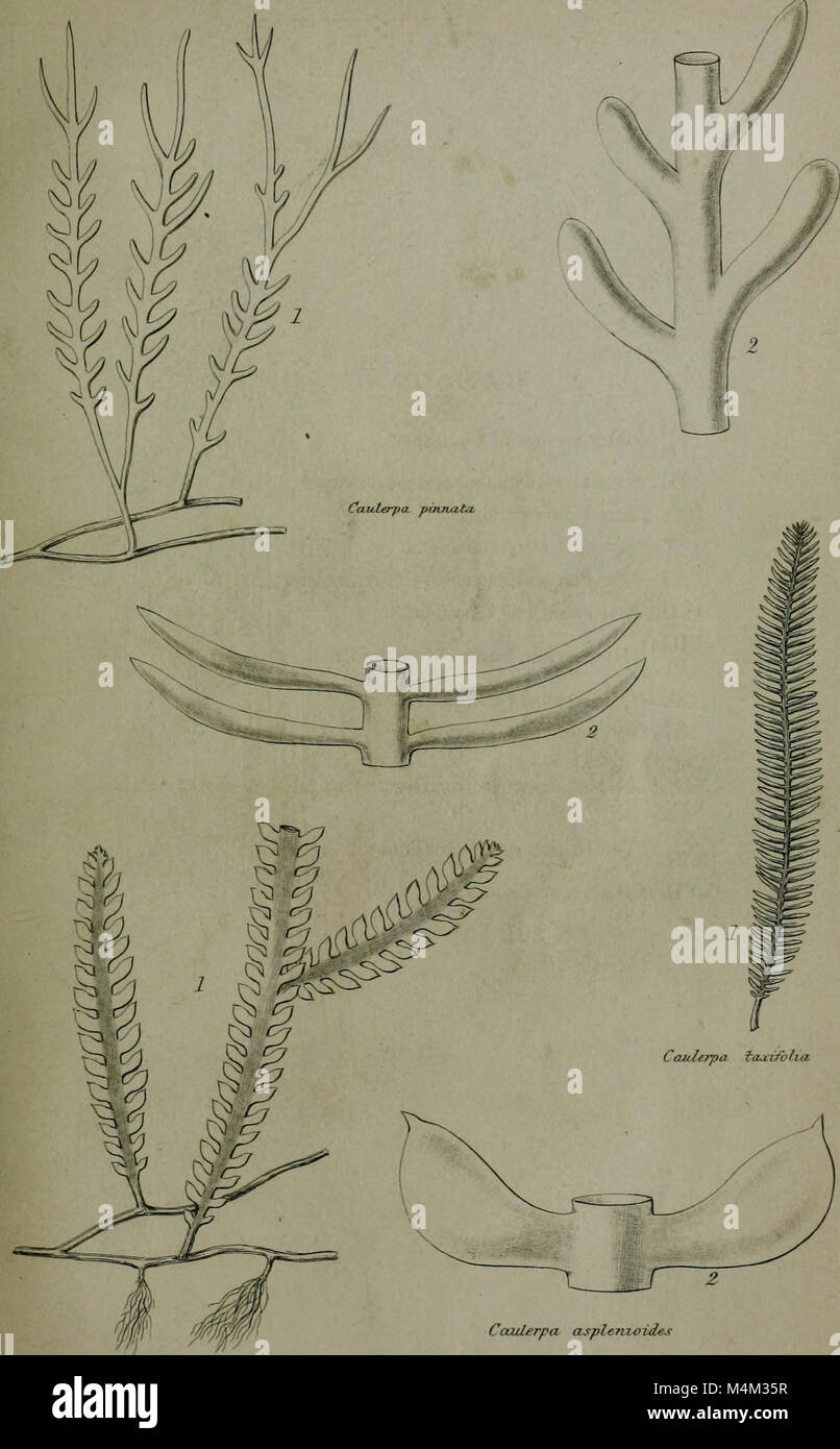 Annals and magazine of natural history - including zoology, botany and geology (1853) (18385014326) Stock Photo