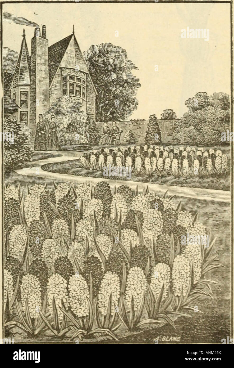 Beckert's Bulbs (1896) is a catalog featuring various species of