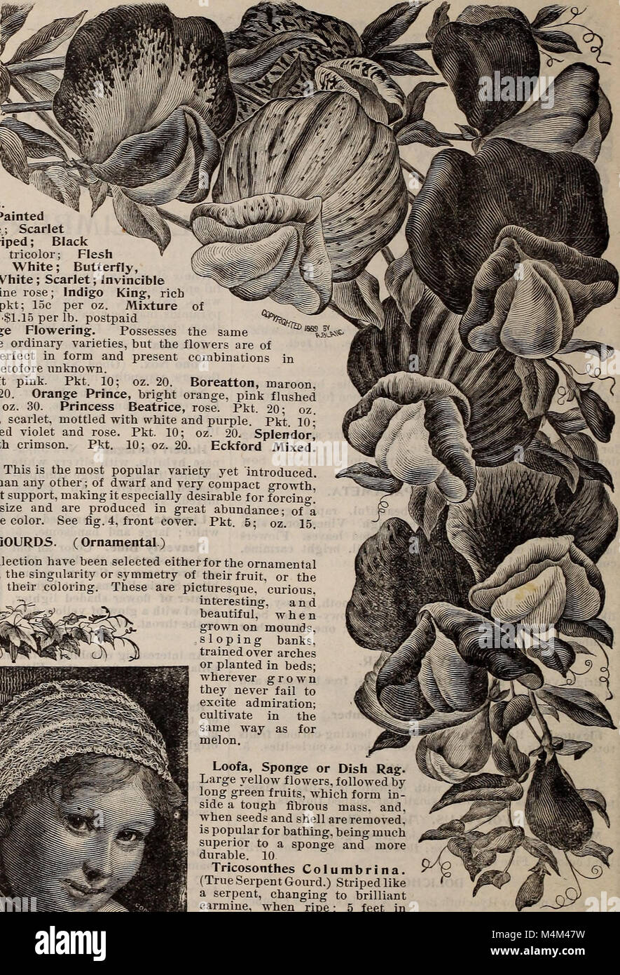 Beckert's descriptive illustrated seed catalogue vegetable, flower