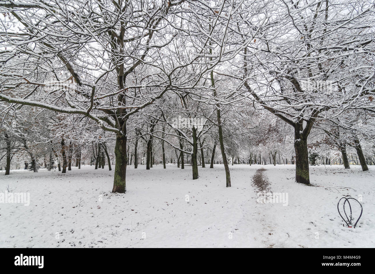 Trees with snow in winter park Stock Photo - Alamy