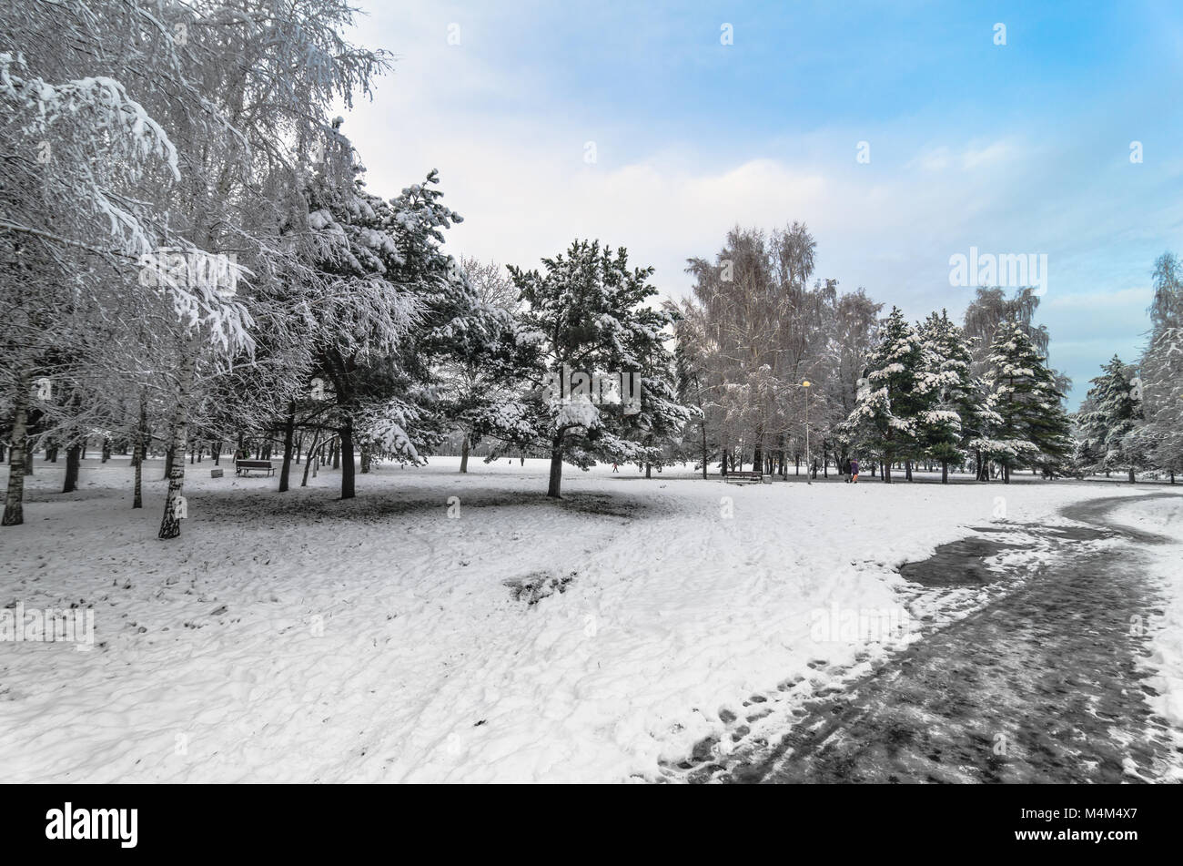 Trees with snow in winter park Stock Photo - Alamy