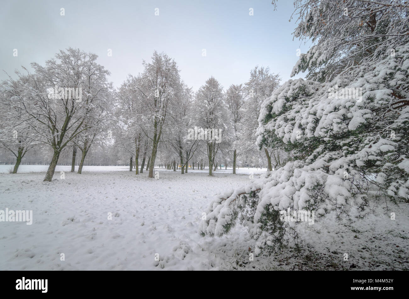 Trees with snow in winter park Stock Photo - Alamy
