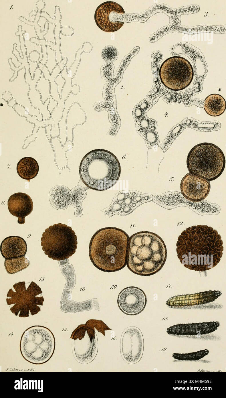 Beitrge zur Biologie der Pflanzen (1870-2006) (20174701690) Stock Photo