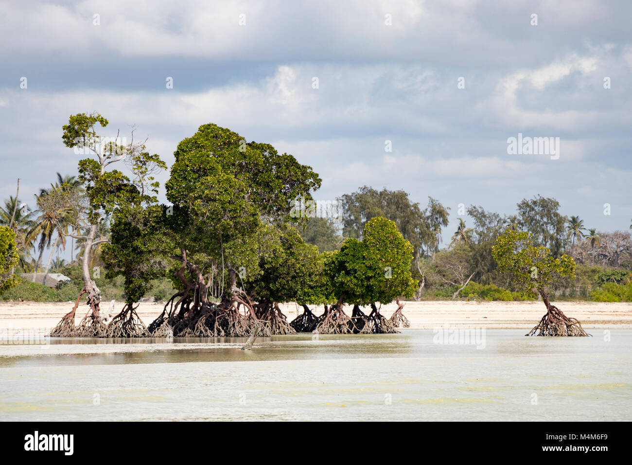 Mangrove trees in coastal wetlands of Mozambique Stock Photo