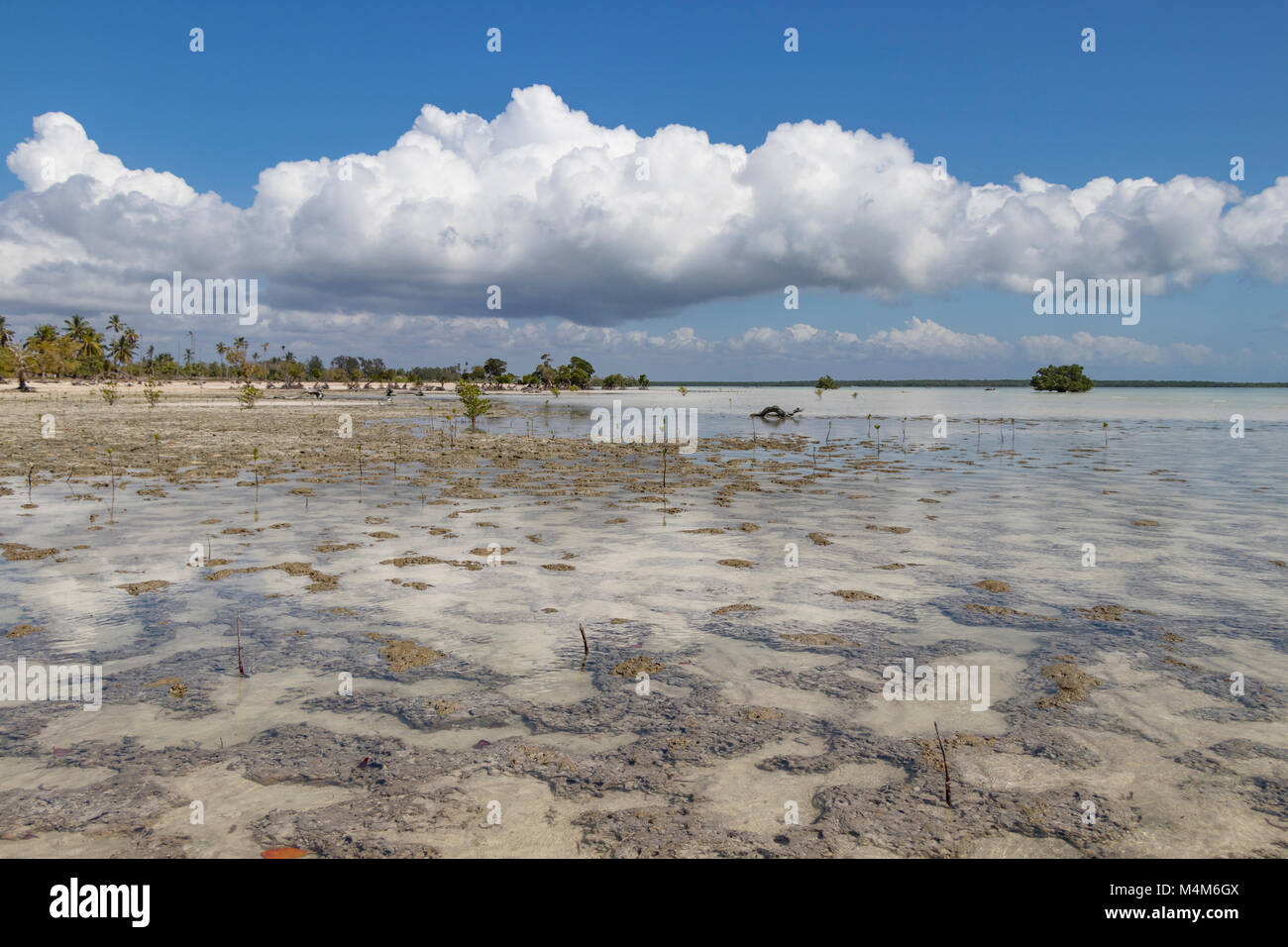 Mangrove coastal wetlands Mozambique Stock Photo