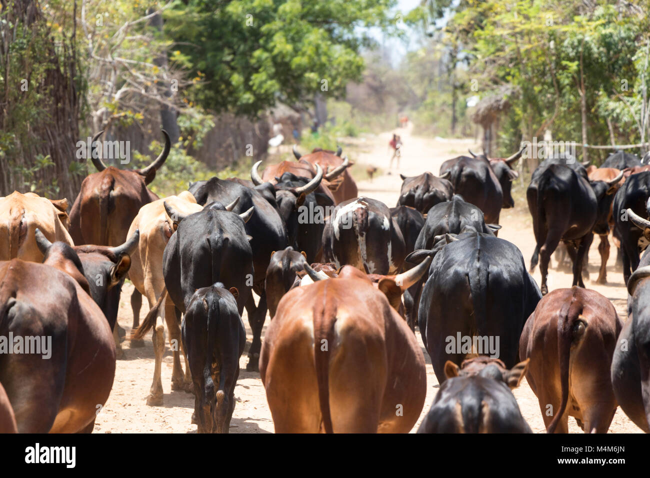 Cattle being herded down the middle of a dirt road Stock Photo