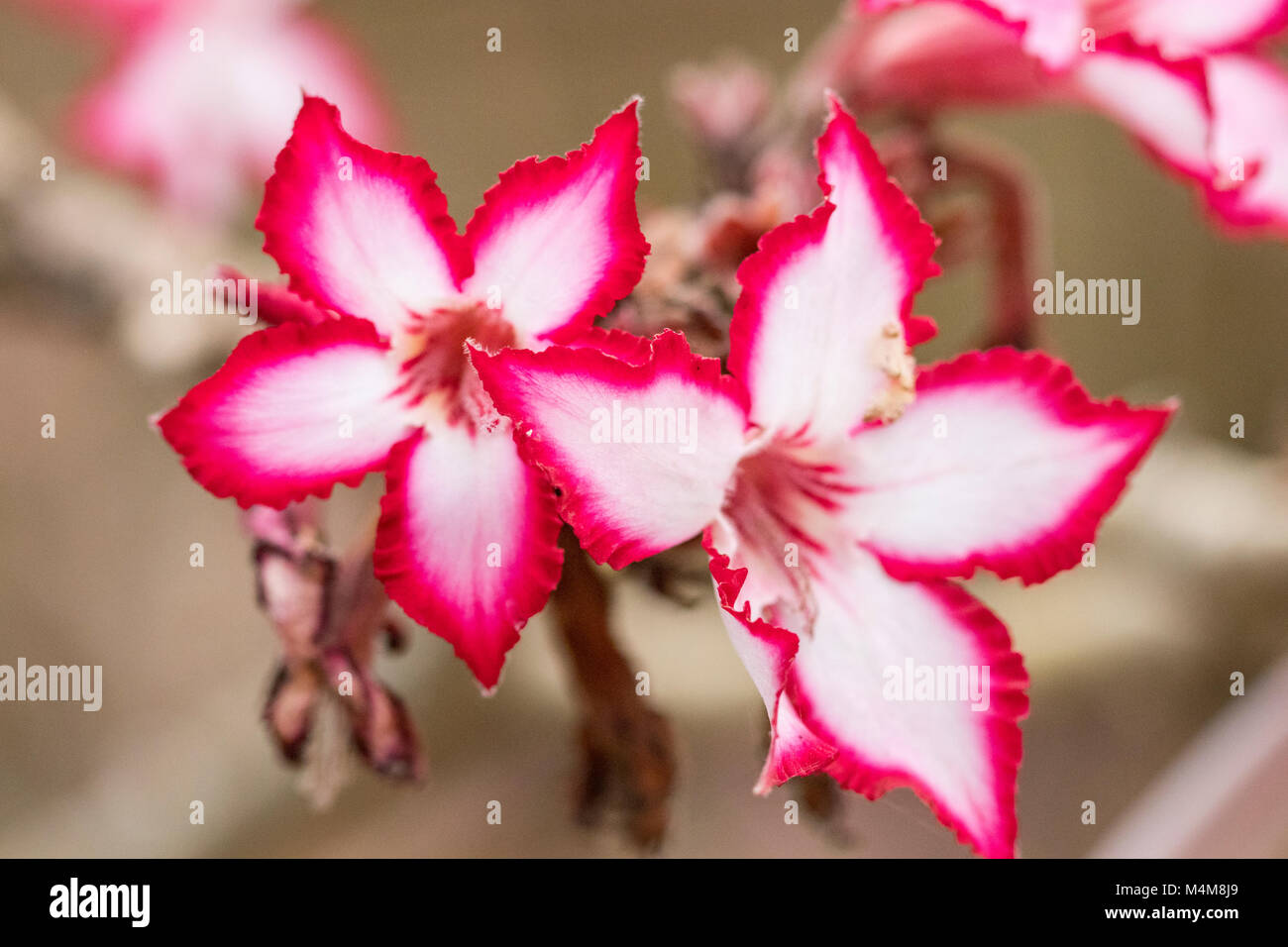 Adenium multiflorum flowers. Close up of pink and white flowers. Stock Photo