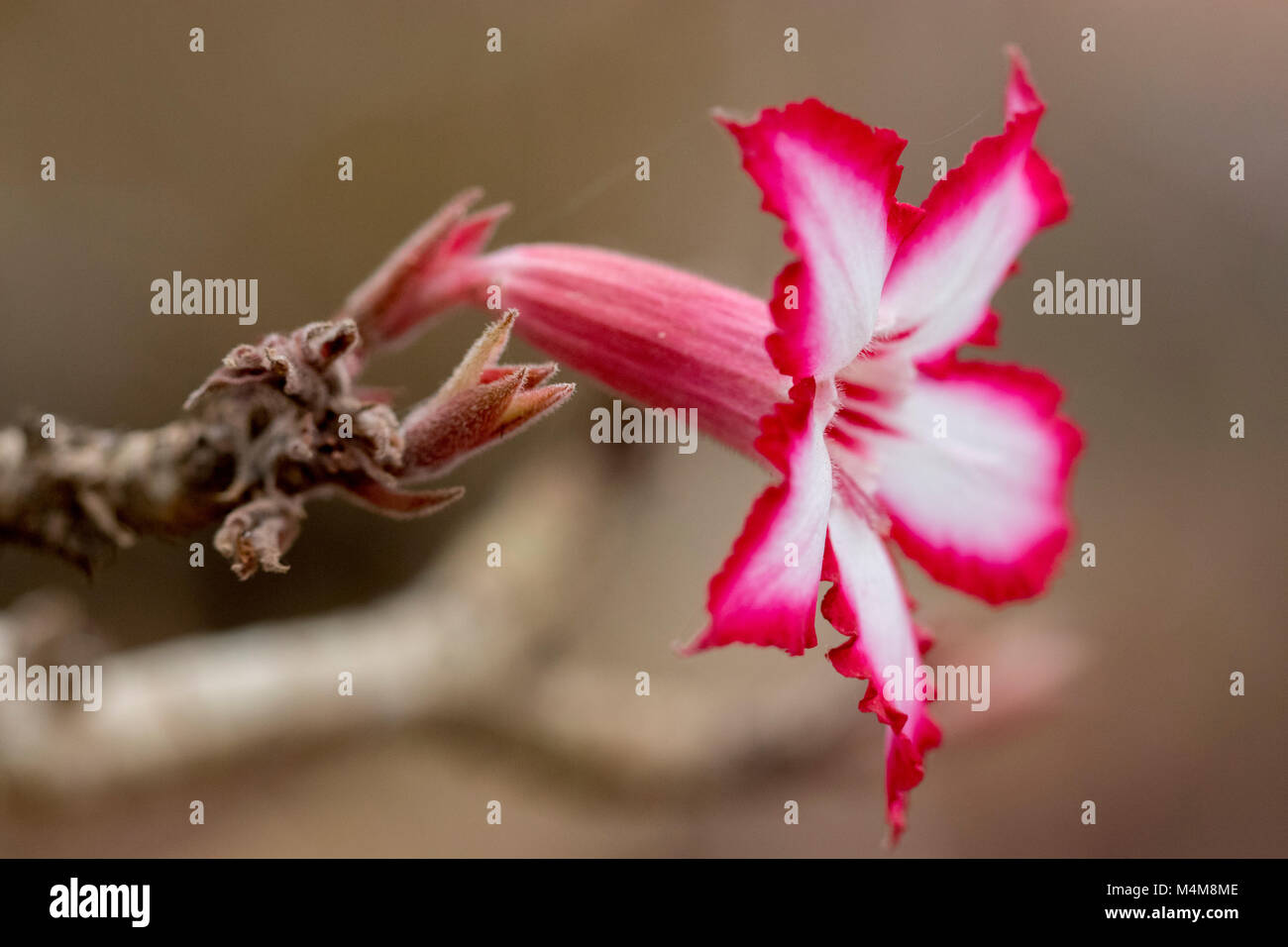 Adenium multiflorum flower. Close up of pink and white flower. Stock Photo
